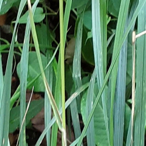 Calamagrostis epigejos Φλοιός