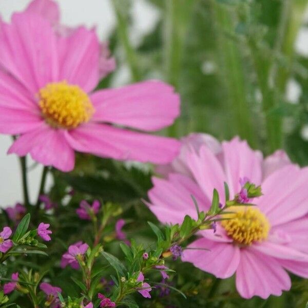 Cosmos caudatus Blomma