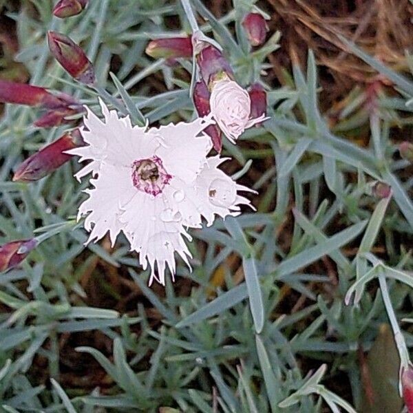 Dianthus gratianopolitanus Blüte