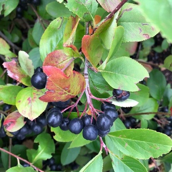 Aronia melanocarpa ഫലം