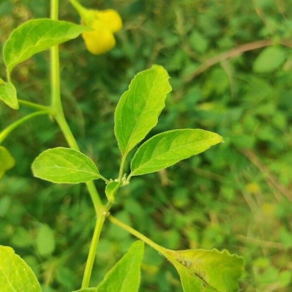 Capsicum baccatum Levél