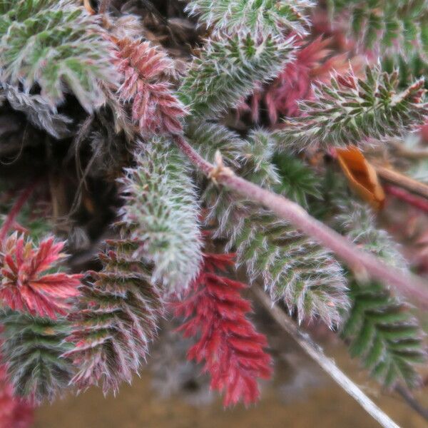 Acaena leptacantha 叶