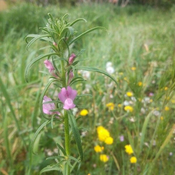 Linaria arvensis Cvet