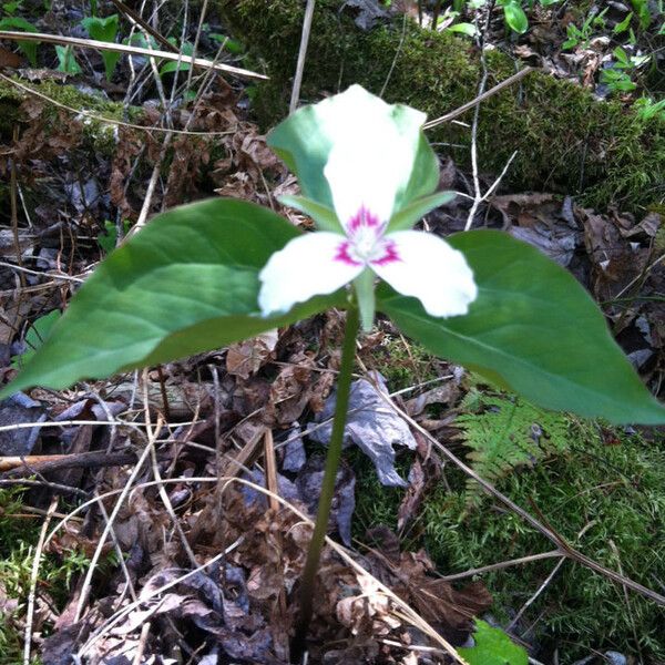 Trillium undulatum (Paint trillium)
