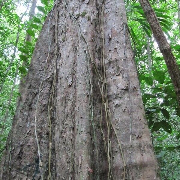 Pouteria eugeniifolia Bark