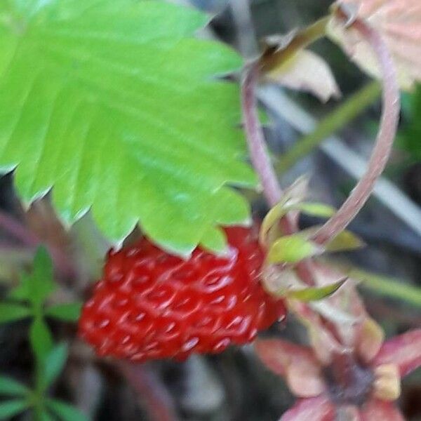 Fragaria vesca Froito