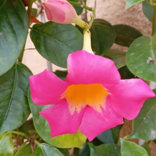 Mandevilla laxa Flower