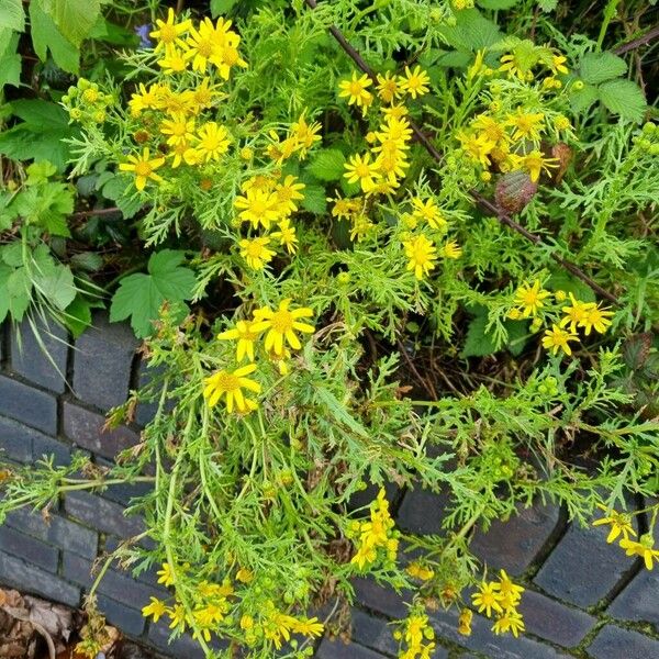 Senecio squalidus Hábito