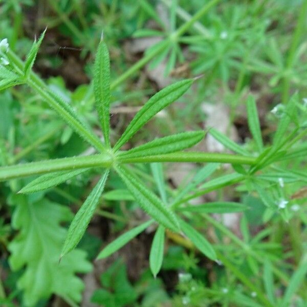 Galium aparine 葉