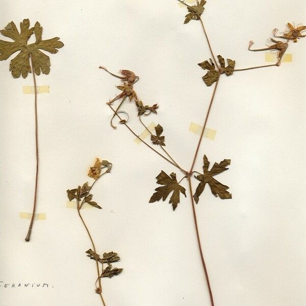 Geranium maculatum 叶