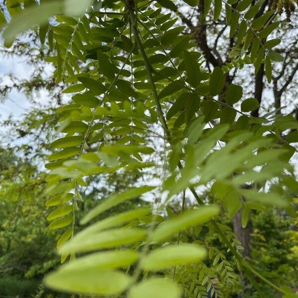 Juglans californica Листок