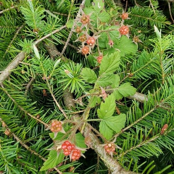 Rubus parvifolius Frukto