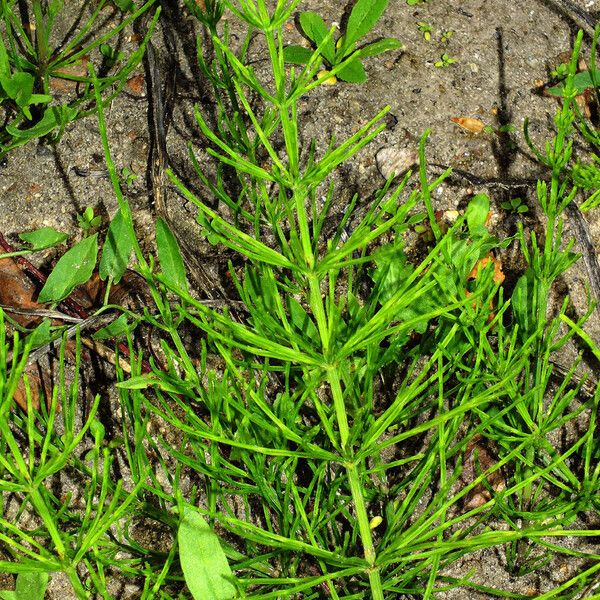 Equisetum arvense Habit