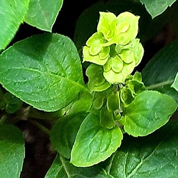 Ocimum campechianum Flower