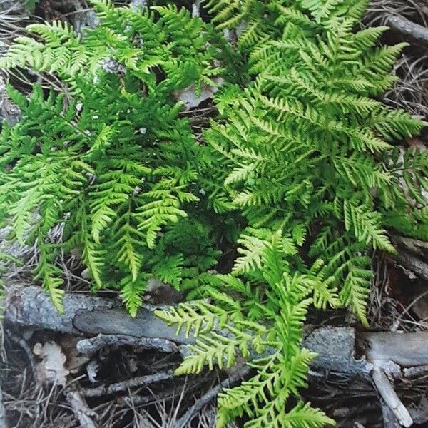 Dryopteris dilatata ശീലം