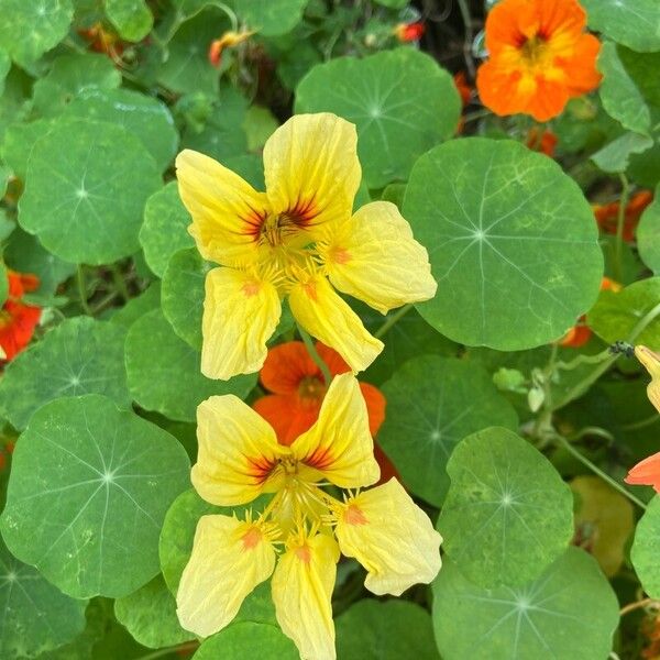 Tropaeolum minus फूल