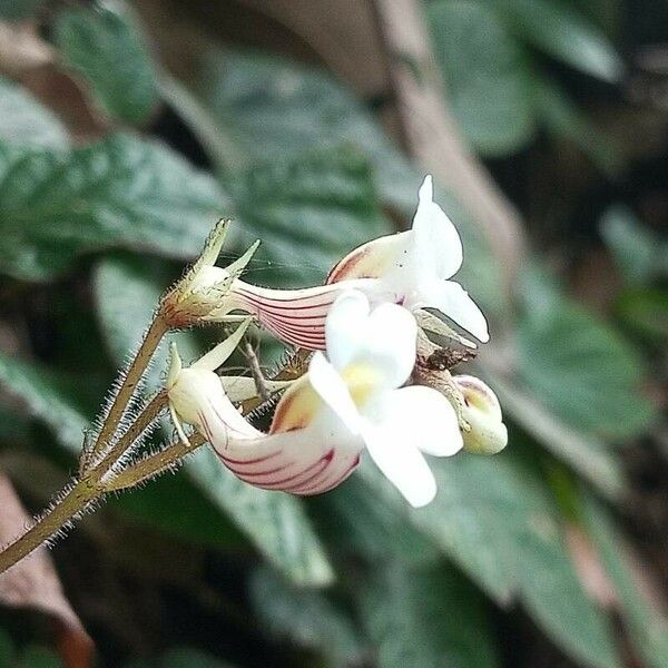 Jerdonia indica Blomma