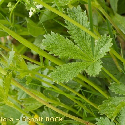 Potentilla delphinensis Leaf