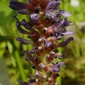 Pontederia cordata Flower