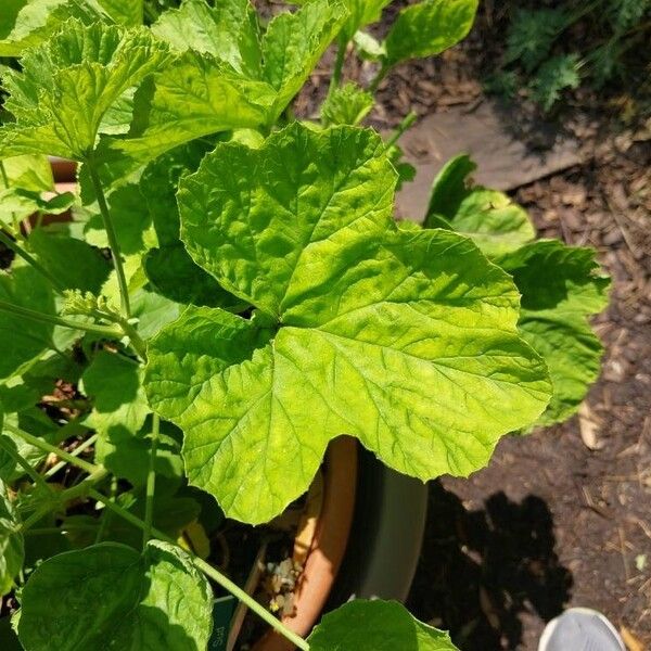 Pelargonium ribifolium 葉