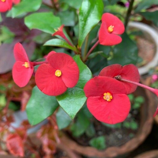 Euphorbia geroldii Flor