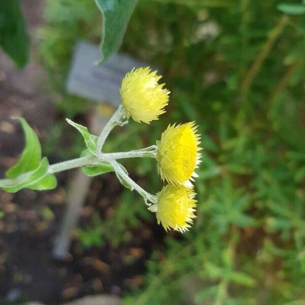 Helichrysum foetidum 花