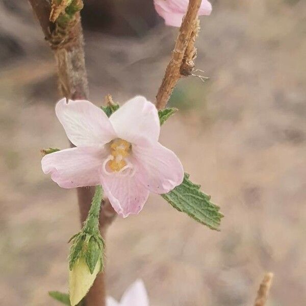 Hibiscus micranthus Цвят