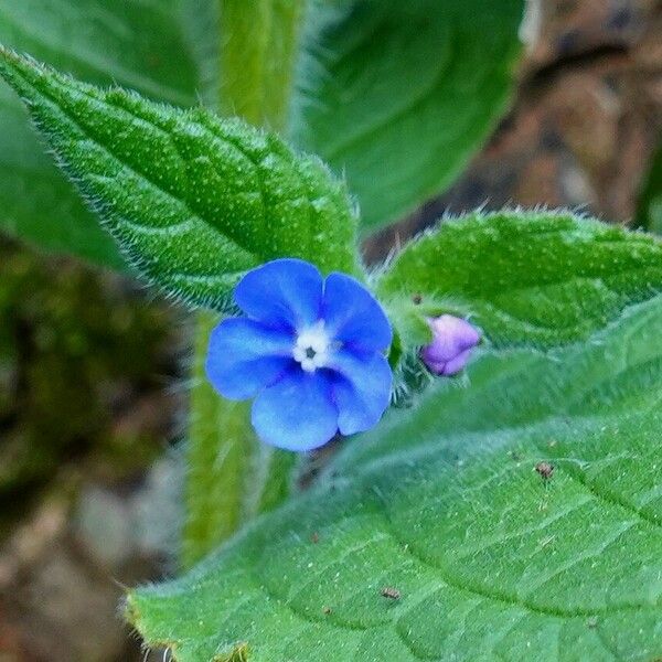 Pentaglottis sempervirens ফুল