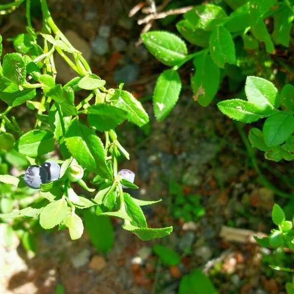 Vaccinium myrtillus Frutto