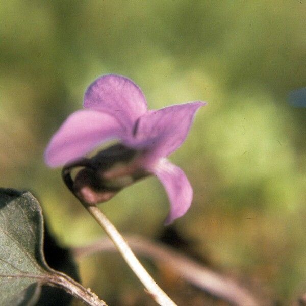 Viola palmata 花