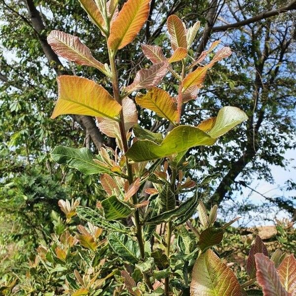 Pappea capensis Lapas