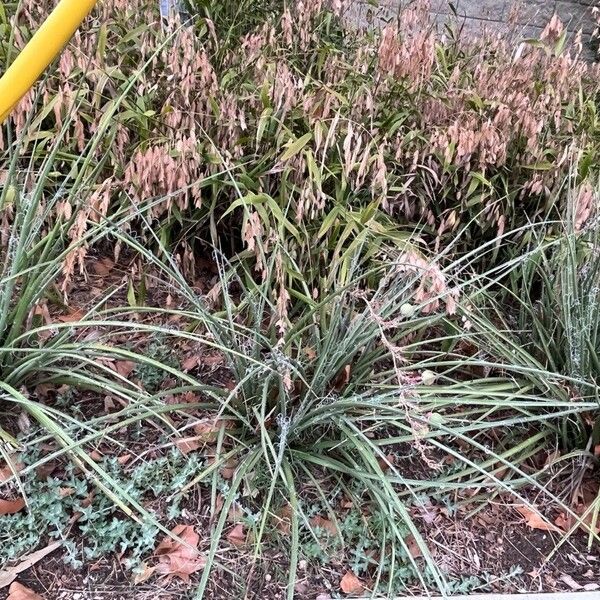 Bromus secalinus Floare