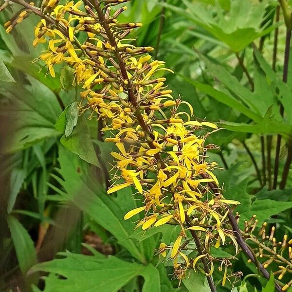 Ligularia wilsoniana Flower