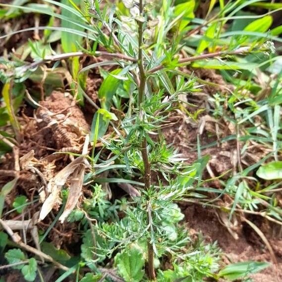 Lepidium bonariense Συνήθη χαρακτηριστικά