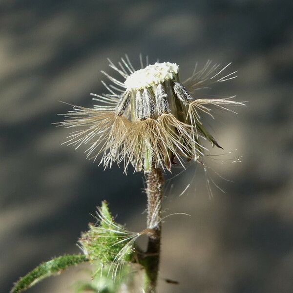 Dittrichia graveolens Fruit