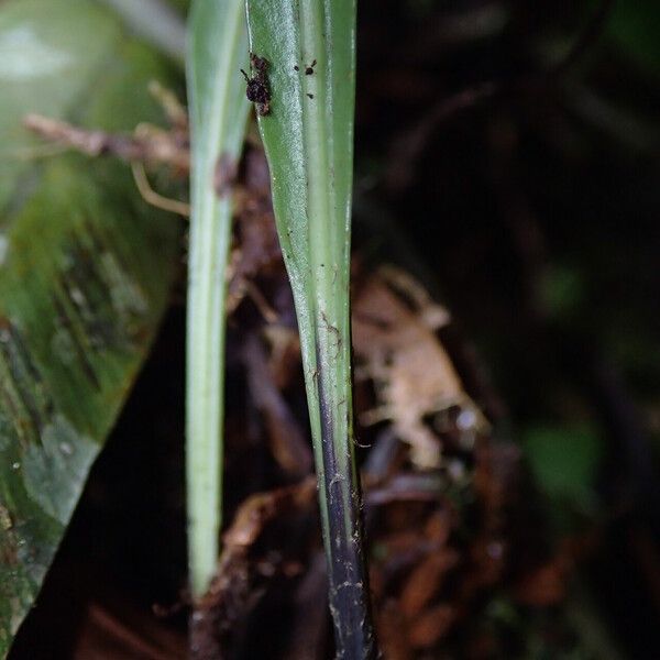 Asplenium africanum Hoja