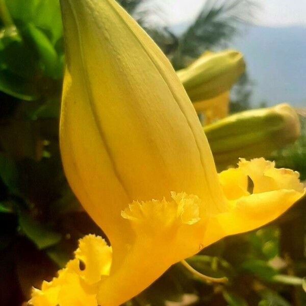 Solandra grandiflora Blüte