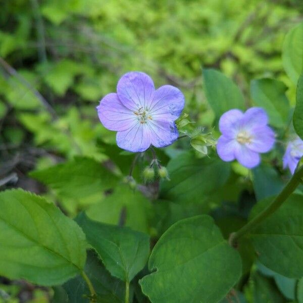 Geranium maculatum Flower