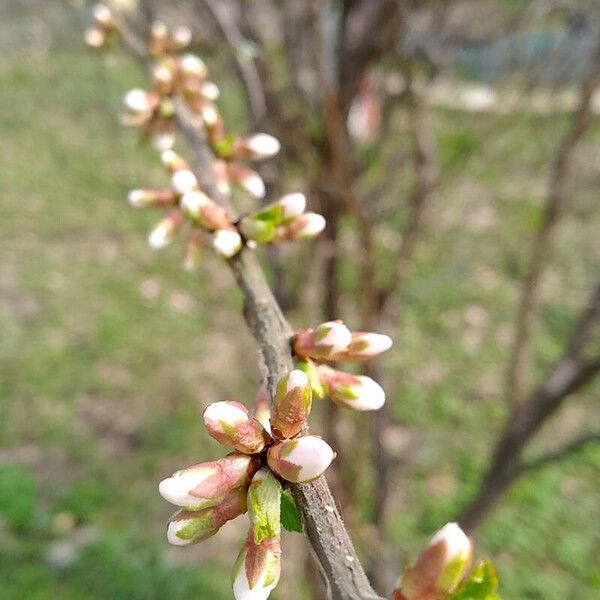 Prunus tomentosa Flower