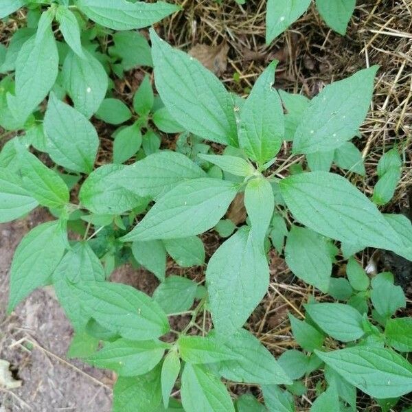 Parietaria officinalis Levél