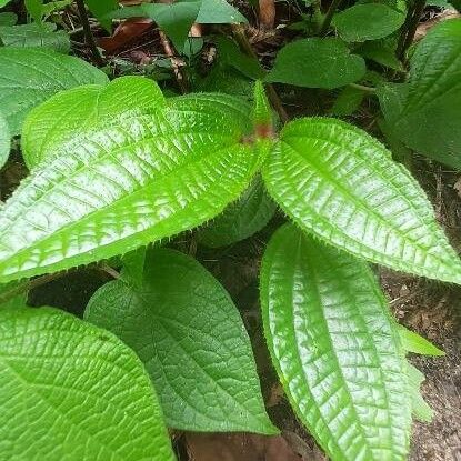 Miconia crenata Fulla