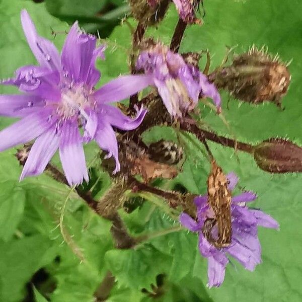 Lactuca alpina Bloem