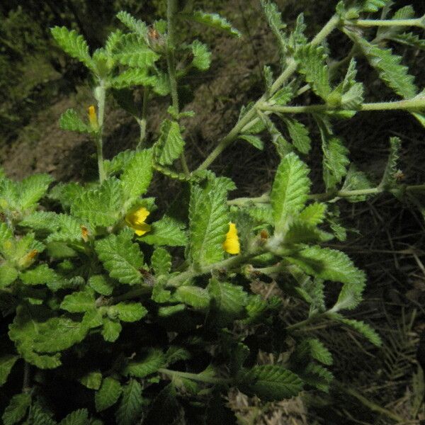 Turnera diffusa Habitus