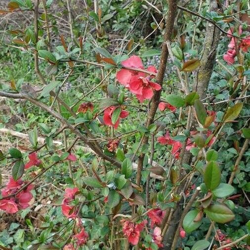 Chaenomeles japonica অভ্যাস