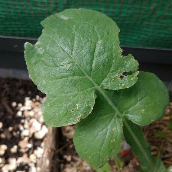 Sonchus oleraceus Leaf