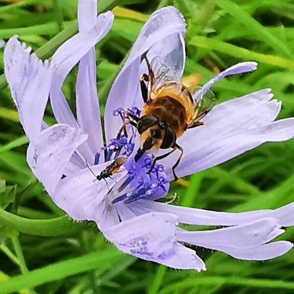 Cichorium endivia 花