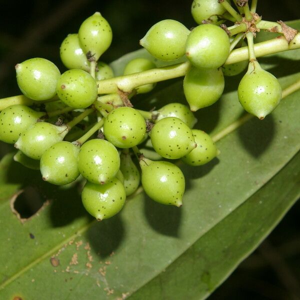 Smilax domingensis 果實