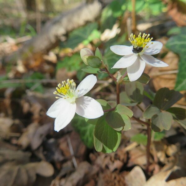 Isopyrum thalictroides Flower