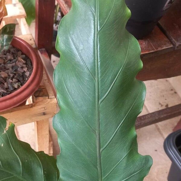 Alocasia lauterbachiana पत्ता