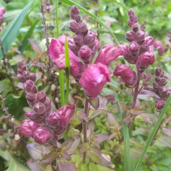 Antirrhinum majus Flor